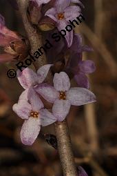 Gewöhnlicher Seidelbast, Kellerhals, Daphne mezereum, Thymelaeaceae, Daphne mezereum, Gewöhnlicher Seidelbast, getrocknete Rinde Kauf von 00539_daphne_mezereum_dsc_8494.jpg
