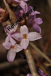 Gewöhnlicher Seidelbast, Kellerhals, Daphne mezereum, Thymelaeaceae, Daphne mezereum, Gewöhnlicher Seidelbast, getrocknete Rinde Kauf von 00539_daphne_mezereum_dsc_8495.jpg
