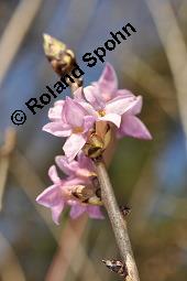 Gewöhnlicher Seidelbast, Kellerhals, Daphne mezereum, Thymelaeaceae, Daphne mezereum, Gewöhnlicher Seidelbast, getrocknete Rinde Kauf von 00539_daphne_mezereum_dsc_8498.jpg