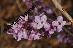 Gewöhnlicher Seidelbast, Kellerhals, Daphne mezereum, Thymelaeaceae, Daphne mezereum, Gewöhnlicher Seidelbast, getrocknete Rinde Kauf von 00539_daphne_mezereum_dsc_8499.jpg