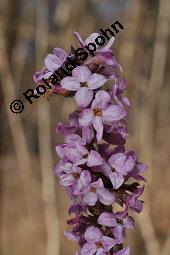 Gewöhnlicher Seidelbast, Kellerhals, Daphne mezereum, Thymelaeaceae, Daphne mezereum, Gewöhnlicher Seidelbast, getrocknete Rinde Kauf von 00539_daphne_mezereum_dsc_8501.jpg