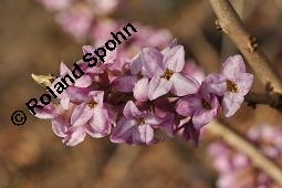 Gewöhnlicher Seidelbast, Kellerhals, Daphne mezereum, Thymelaeaceae, Daphne mezereum, Gewöhnlicher Seidelbast, getrocknete Rinde Kauf von 00539_daphne_mezereum_dsc_8505.jpg