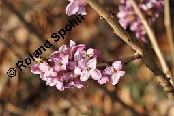 Gewöhnlicher Seidelbast, Kellerhals, Daphne mezereum, Thymelaeaceae, Daphne mezereum, Gewöhnlicher Seidelbast, getrocknete Rinde Kauf von 00539_daphne_mezereum_dsc_8506.jpg