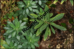 Gewöhnlicher Seidelbast, Kellerhals, Daphne mezereum, Thymelaeaceae, Daphne mezereum, Gewöhnlicher Seidelbast, getrocknete Rinde Kauf von 00539daphne_mezereum_euphorbia_amygdaloidesimg_4080.jpg