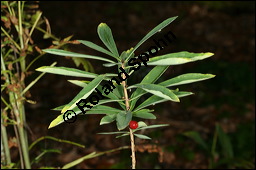 Gewöhnlicher Seidelbast, Kellerhals, Daphne mezereum, Thymelaeaceae, Daphne mezereum, Gewöhnlicher Seidelbast, getrocknete Rinde Kauf von 00539daphne_mezereumimg_4079.jpg