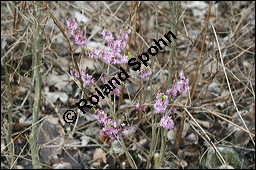 Gewöhnlicher Seidelbast, Kellerhals, Daphne mezereum, Thymelaeaceae, Daphne mezereum, Gewöhnlicher Seidelbast, getrocknete Rinde Kauf von 00539daphne_mezereumimg_5513.jpg