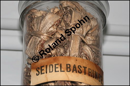 Gewöhnlicher Seidelbast, Kellerhals, Daphne mezereum, Thymelaeaceae, Daphne mezereum, Gewöhnlicher Seidelbast, getrocknete Rinde Kauf von 00539daphne_mezereumimg_8855.jpg