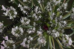 Wilde Möhre, Daucus carota, Apiaceae, Daucus carota ssp. carota, Wilde Möhre, fruchtend im Winter mit Reif Kauf von 00541_daucus_carota_carota_dsc_5455.jpg