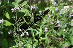 Stephanskraut, Scharfer Rittersporn, Delphinium staphisagria, Ranunculaceae, Delphinium staphisagria, Stephanskraut, Stephanskörner, Scharfer Rittersporn, Läusesamen, Blühend Kauf von 00542delphinium_staphisagriaimg_3011.jpg