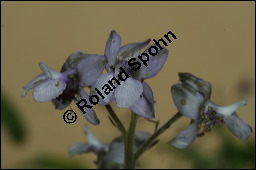 Stephanskraut, Scharfer Rittersporn, Delphinium staphisagria, Ranunculaceae, Delphinium staphisagria, Stephanskraut, Stephanskörner, Scharfer Rittersporn, Läusesamen, Blühend Kauf von 00542delphinium_staphisagriaimg_3012.jpg