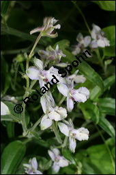 Stephanskraut, Scharfer Rittersporn, Delphinium staphisagria, Ranunculaceae, Delphinium staphisagria, Stephanskraut, Stephanskörner, Scharfer Rittersporn, Läusesamen, Blühend Kauf von 00542delphinium_staphisagriaimg_3013.jpg
