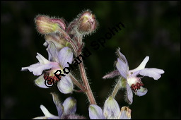 Stephanskraut, Scharfer Rittersporn, Delphinium staphisagria, Ranunculaceae, Delphinium staphisagria, Stephanskraut, Stephanskörner, Scharfer Rittersporn, Läusesamen, Blühend Kauf von 00542delphinium_staphisagriaimg_7926.jpg
