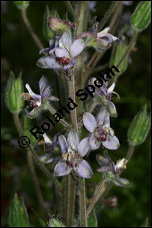 Stephanskraut, Scharfer Rittersporn, Delphinium staphisagria, Ranunculaceae, Delphinium staphisagria, Stephanskraut, Stephanskörner, Scharfer Rittersporn, Läusesamen, Blühend Kauf von 00542delphinium_staphisagriaimg_7927.jpg