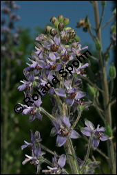 Stephanskraut, Scharfer Rittersporn, Delphinium staphisagria, Ranunculaceae, Delphinium staphisagria, Stephanskraut, Stephanskörner, Scharfer Rittersporn, Läusesamen, Blühend Kauf von 00542delphinium_staphisagriaimg_7928.jpg