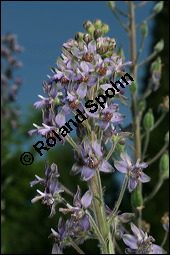 Stephanskraut, Scharfer Rittersporn, Delphinium staphisagria, Ranunculaceae, Delphinium staphisagria, Stephanskraut, Stephanskörner, Scharfer Rittersporn, Läusesamen, Blühend Kauf von 00542delphinium_staphisagriaimg_7929.jpg
