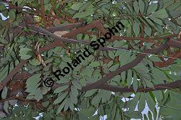 Deriis, Tubawurzel, Derris elliptica, Fabaceae, Derris elliptica, Derris, Tubawurzel, Beblättert Kauf von 00543_derris_elliptica_dsc_1627.jpg