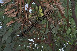 Deriis, Tubawurzel, Derris elliptica, Fabaceae, Derris elliptica, Derris, Tubawurzel, Beblättert Kauf von 00543_derris_elliptica_dsc_1628.jpg