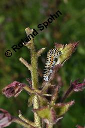 Raupe von Schwalbenschwanz, Papilio machaon auf Diptam, Dictamnus albus, Rutaceae, Dictamnus albus, Diptam, Weißer Diptam, Brennender Busch, Raupe von Schwalbenschwanz auf Diptam Kauf von 00546_dictamnus_albus_dsc_1555.jpg