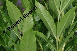 Raupe von Schwalbenschwanz, Papilio machaon auf Diptam, Dictamnus albus, Rutaceae, Dictamnus albus, Diptam, Weißer Diptam, Brennender Busch, Raupe von Schwalbenschwanz auf Diptam Kauf von 00546_dictamnus_albus_dsc_1556.jpg