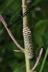 Raupe von Schwalbenschwanz, Papilio machaon auf Diptam, Dictamnus albus, Rutaceae, Dictamnus albus, Diptam, Weißer Diptam, Brennender Busch, Raupe von Schwalbenschwanz auf Diptam Kauf von 00546_dictamnus_albus_dsc_1558.jpg