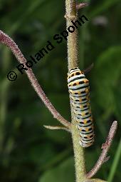 Raupe von Schwalbenschwanz, Papilio machaon auf Diptam, Dictamnus albus, Rutaceae, Dictamnus albus, Diptam, Weißer Diptam, Brennender Busch, Raupe von Schwalbenschwanz auf Diptam Kauf von 00546_dictamnus_albus_dsc_1559.jpg