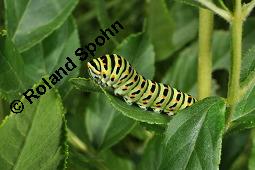 Raupe von Schwalbenschwanz, Papilio machaon auf Diptam, Dictamnus albus, Rutaceae, Dictamnus albus, Diptam, Weißer Diptam, Brennender Busch, Raupe von Schwalbenschwanz auf Diptam Kauf von 00546_dictamnus_albus_dsc_1561.jpg