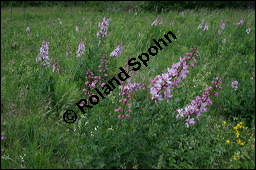 Raupe von Schwalbenschwanz, Papilio machaon auf Diptam, Dictamnus albus, Rutaceae, Dictamnus albus, Diptam, Weißer Diptam, Brennender Busch, Raupe von Schwalbenschwanz auf Diptam Kauf von 00546dictamnus_albusimg_2132.jpg