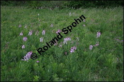 Raupe von Schwalbenschwanz, Papilio machaon auf Diptam, Dictamnus albus, Rutaceae, Dictamnus albus, Diptam, Weißer Diptam, Brennender Busch, Raupe von Schwalbenschwanz auf Diptam Kauf von 00546dictamnus_albusimg_2135.jpg