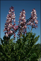 Raupe von Schwalbenschwanz, Papilio machaon auf Diptam, Dictamnus albus, Rutaceae, Dictamnus albus, Diptam, Weißer Diptam, Brennender Busch, Raupe von Schwalbenschwanz auf Diptam Kauf von 00546dictamnus_albusimg_2206.jpg