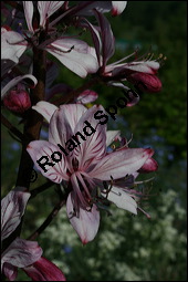 Raupe von Schwalbenschwanz, Papilio machaon auf Diptam, Dictamnus albus, Rutaceae, Dictamnus albus, Diptam, Weißer Diptam, Brennender Busch, Raupe von Schwalbenschwanz auf Diptam Kauf von 00546dictamnus_albusimg_2247.jpg