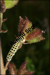 Raupe von Schwalbenschwanz, Papilio machaon auf Diptam, Dictamnus albus, Rutaceae, Dictamnus albus, Diptam, Weißer Diptam, Brennender Busch, Raupe von Schwalbenschwanz auf Diptam Kauf von 00546dictamnus_albusimg_8077.jpg
