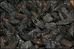 Tonka-Bohne, Tonca-Bohne, Dipteryx odorata, Fabaceae, Dipteryx odorata, Tonka-Bohne, Tonca-Bohne, Samen Kauf von 00553dipteryx_odorataimg_5487.jpg