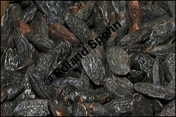 Tonka-Bohne, Tonca-Bohne, Dipteryx odorata, Fabaceae, Dipteryx odorata, Tonka-Bohne, Tonca-Bohne, Samen Kauf von 00553dipteryx_odorataimg_5488.jpg