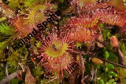 Rundblättriger Sonnentau, Drosera rotundifolia, Droseraceae, Drosera rotundifolia, Rundblättriger Sonnentau, Blüten Kauf von 00560_drosera_rotundifolia_dsc_2672.jpg