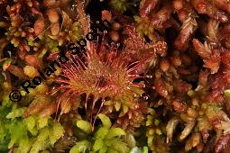 Rundblättriger Sonnentau, Drosera rotundifolia, Droseraceae, Drosera rotundifolia, Rundblättriger Sonnentau, Blüten Kauf von 00560_drosera_rotundifolia_dsc_2673.jpg