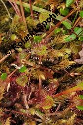Rundblättriger Sonnentau, Drosera rotundifolia, Droseraceae, Drosera rotundifolia, Rundblättriger Sonnentau, Blüten Kauf von 00560_drosera_rotundifolia_dsc_2674.jpg
