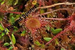 Rundblättriger Sonnentau, Drosera rotundifolia, Droseraceae, Drosera rotundifolia, Rundblättriger Sonnentau, Blüten Kauf von 00560_drosera_rotundifolia_dsc_2675.jpg