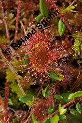 Rundblättriger Sonnentau, Drosera rotundifolia, Droseraceae, Drosera rotundifolia, Rundblättriger Sonnentau, Blüten Kauf von 00560_drosera_rotundifolia_dsc_2676.jpg