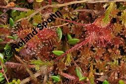 Rundblättriger Sonnentau, Drosera rotundifolia, Droseraceae, Drosera rotundifolia, Rundblättriger Sonnentau, Blüten Kauf von 00560_drosera_rotundifolia_dsc_2677.jpg