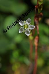 Rundblättriger Sonnentau, Drosera rotundifolia, Droseraceae, Drosera rotundifolia, Rundblättriger Sonnentau, Blüten Kauf von 00560_drosera_rotundifolia_dsc_2685.jpg