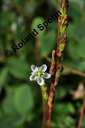 Rundblättriger Sonnentau, Drosera rotundifolia, Droseraceae, Drosera rotundifolia, Rundblättriger Sonnentau, Blüten Kauf von 00560_drosera_rotundifolia_dsc_2686.jpg