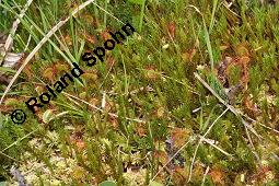 Rundblättriger Sonnentau, Drosera rotundifolia, Droseraceae, Drosera rotundifolia, Rundblättriger Sonnentau, Blüten Kauf von 00560_drosera_rotundifolia_dsc_4584.jpg