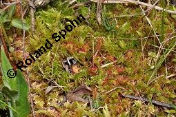 Rundblättriger Sonnentau, Drosera rotundifolia, Droseraceae, Drosera rotundifolia, Rundblättriger Sonnentau, Blüten Kauf von 00560_drosera_rotundifolia_dsc_4585.jpg