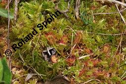 Rundblättriger Sonnentau, Drosera rotundifolia, Droseraceae, Drosera rotundifolia, Rundblättriger Sonnentau, Blüten Kauf von 00560_drosera_rotundifolia_dsc_4586.jpg