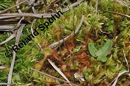 Rundblättriger Sonnentau, Drosera rotundifolia, Droseraceae, Drosera rotundifolia, Rundblättriger Sonnentau, Blüten Kauf von 00560_drosera_rotundifolia_dsc_4587.jpg
