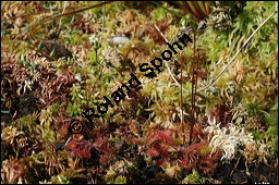 Rundblättriger Sonnentau, Drosera rotundifolia, Droseraceae, Drosera rotundifolia, Rundblättriger Sonnentau, Blüten Kauf von 00560drosera_rotundifoliaimg_7900.jpg