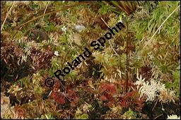 Rundblättriger Sonnentau, Drosera rotundifolia, Droseraceae, Drosera rotundifolia, Rundblättriger Sonnentau, Blüten Kauf von 00560drosera_rotundifoliaimg_7902.jpg