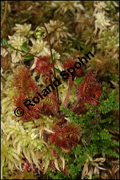 Rundblättriger Sonnentau, Drosera rotundifolia, Droseraceae, Drosera rotundifolia, Rundblättriger Sonnentau, Blüten Kauf von 00560drosera_rotundifoliaimg_7903.jpg