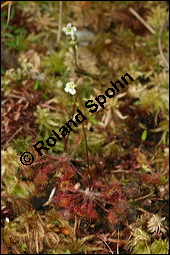 Rundblättriger Sonnentau, Drosera rotundifolia, Droseraceae, Drosera rotundifolia, Rundblättriger Sonnentau, Blüten Kauf von 00560drosera_rotundifoliaimg_7904.jpg