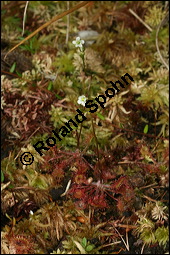 Rundblättriger Sonnentau, Drosera rotundifolia, Droseraceae, Drosera rotundifolia, Rundblättriger Sonnentau, Blüten Kauf von 00560drosera_rotundifoliaimg_7905.jpg